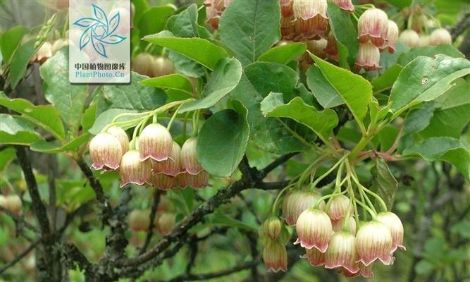 灯笼树有什么作用?它在园林设计中扮演什么角色? 灯笼树有什么作用?它在园林设计中扮演什么角色?
