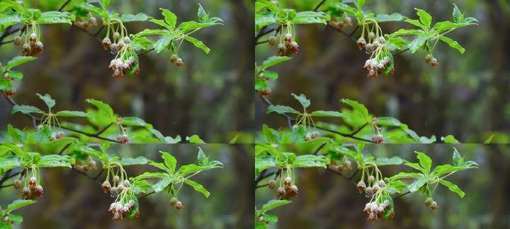 灯笼树有什么作用?它在园林设计中扮演什么角色?