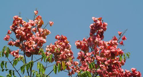 灯笼树有什么作用?它在园林设计中扮演什么角色? 灯笼树有什么作用?它在园林设计中扮演什么角色?