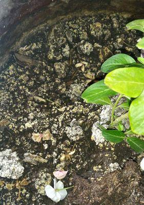 木粉能用作肥料吗?使用木粉作为肥料的正确方法是什么? 木粉能用作肥料吗?使用木粉作为肥料的正确方法是什么?