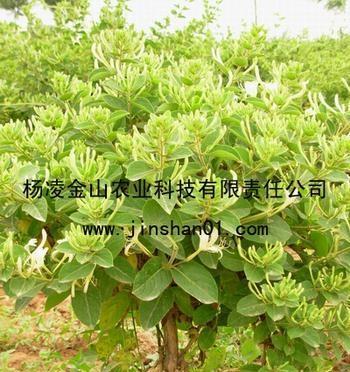 陕西适合种什么树?如何选择适宜的树种进行种植? 陕西适合种什么树?如何选择适宜的树种进行种植?