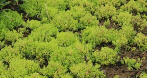 陕西适合种什么树?如何选择适宜的树种进行种植? 陕西适合种什么树?如何选择适宜的树种进行种植?