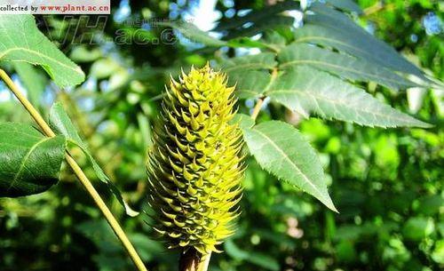 陕西适合种什么树?如何选择适宜的树种进行种植? 陕西适合种什么树?如何选择适宜的树种进行种植?