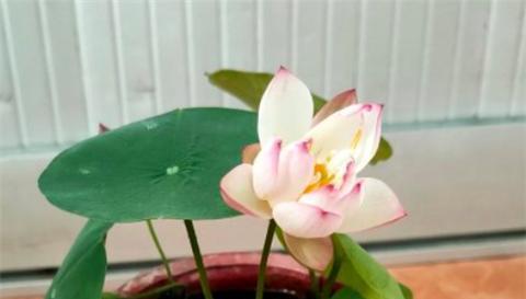 碗莲什么时候开花长叶?了解碗莲的开花季节和生长特点! 碗莲什么时候开花长叶?了解碗莲的开花季节和生长特点!