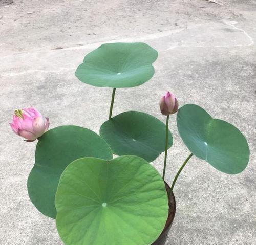 碗莲什么时候开花长叶?了解碗莲的开花季节和生长特点! 碗莲什么时候开花长叶?了解碗莲的开花季节和生长特点!