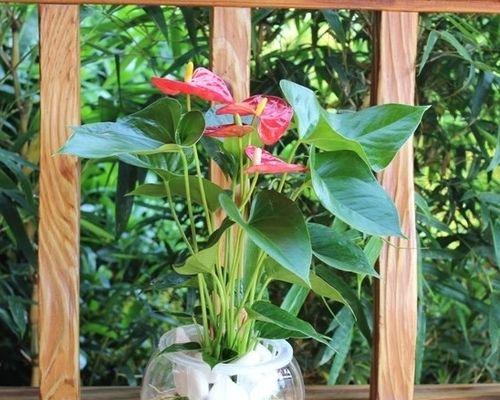 夏季盆栽花卉有哪些?如何选择适合夏季的盆栽花卉? 夏季盆栽花卉有哪些?如何选择适合夏季的盆栽花卉?