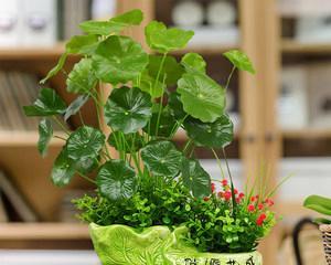 夏季盆栽花卉有哪些?如何选择适合夏季的盆栽花卉? 夏季盆栽花卉有哪些?如何选择适合夏季的盆栽花卉?