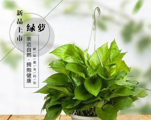 夏季盆栽花卉有哪些?如何选择适合夏季的盆栽花卉? 夏季盆栽花卉有哪些?如何选择适合夏季的盆栽花卉?