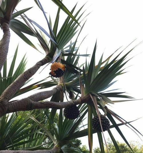 夏威夷果原产地是哪里?如何辨别真伪? 夏威夷果原产地是哪里?如何辨别真伪?