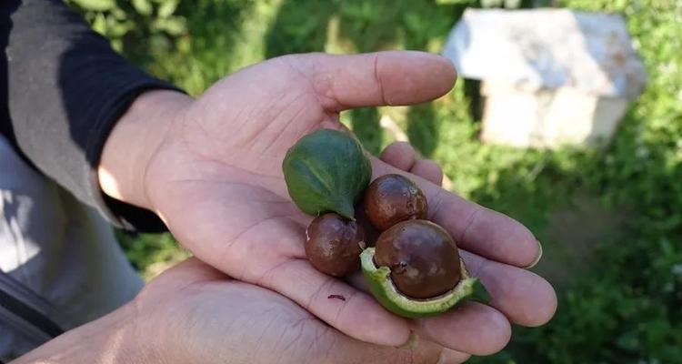 夏威夷果原产地是哪里?如何辨别真伪? 夏威夷果原产地是哪里?如何辨别真伪?