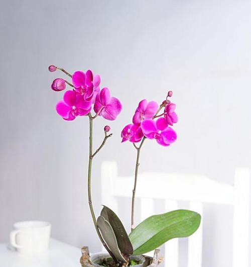 蝴蝶兰施肥指南:哪种肥料最适合?使用频率是多少?