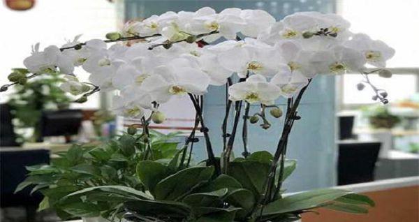 蝴蝶兰施肥指南:哪种肥料最适合?使用频率是多少? 蝴蝶兰施肥指南:哪种肥料最适合?使用频率是多少?