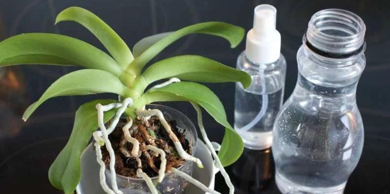 蝴蝶兰施肥指南:哪种肥料最适合?使用频率是多少? 蝴蝶兰施肥指南:哪种肥料最适合?使用频率是多少?