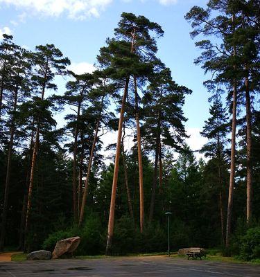 美人松是国家保护植物吗?它的保护级别和相关法律是什么? 美人松是国家保护植物吗?它的保护级别和相关法律是什么?