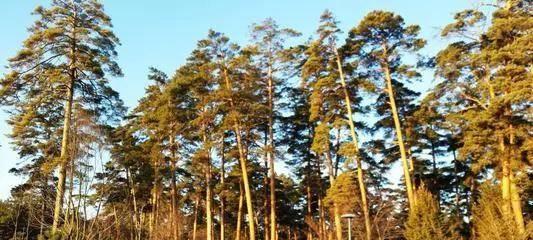 美人松是国家保护植物吗?它的保护级别和相关法律是什么? 美人松是国家保护植物吗?它的保护级别和相关法律是什么?