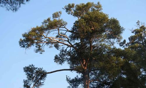 美人松是国家保护植物吗?它的保护级别和相关法律是什么? 美人松是国家保护植物吗?它的保护级别和相关法律是什么?