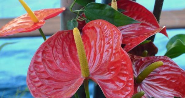 红掌的象征意义是什么?为什么人们喜欢红掌?