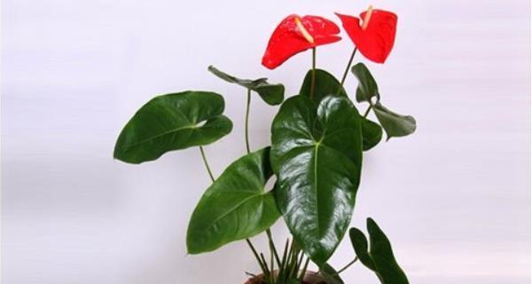 红掌的象征意义是什么?为什么人们喜欢红掌? 红掌的象征意义是什么?为什么人们喜欢红掌?