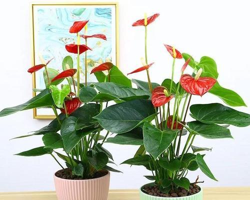 红掌的象征意义是什么?为什么人们喜欢红掌? 红掌的象征意义是什么?为什么人们喜欢红掌?