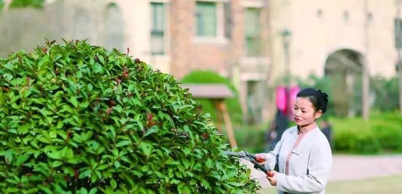 对节白腊下山桩养护方法是什么？如何确保其健康生长？