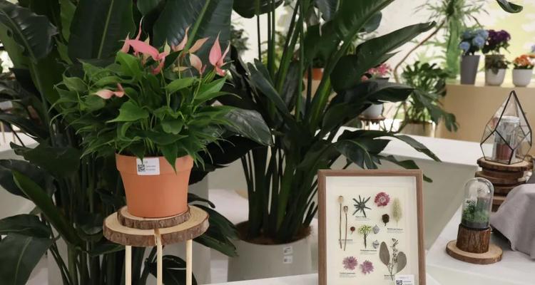 对节白腊下山桩养护方法是什么?如何确保其健康生长?