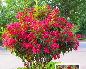 红色金银花四季开花是真的吗?常见问题解答 红色金银花四季开花是真的吗?常见问题解答