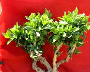 红色金银花四季开花是真的吗?常见问题解答 红色金银花四季开花是真的吗?常见问题解答