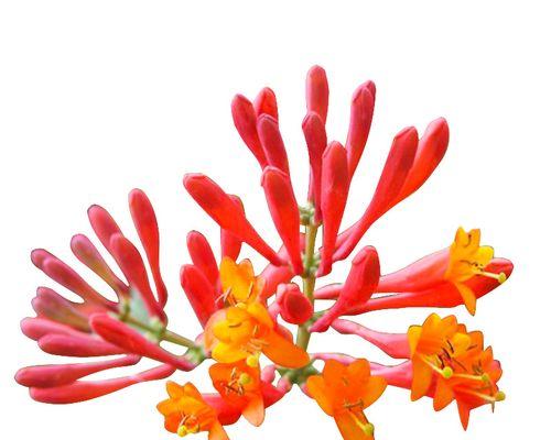 红色金银花四季开花是真的吗?常见问题解答 红色金银花四季开花是真的吗?常见问题解答