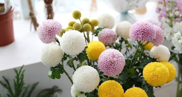 四季菊花怎么养?养殖过程中应注意哪些问题? 四季菊花怎么养?养殖过程中应注意哪些问题?