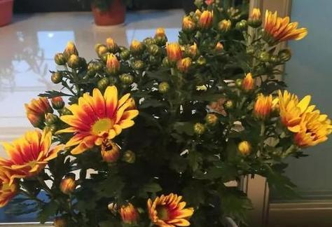 四季菊花怎么养?养殖过程中应注意哪些问题? 四季菊花怎么养?养殖过程中应注意哪些问题?