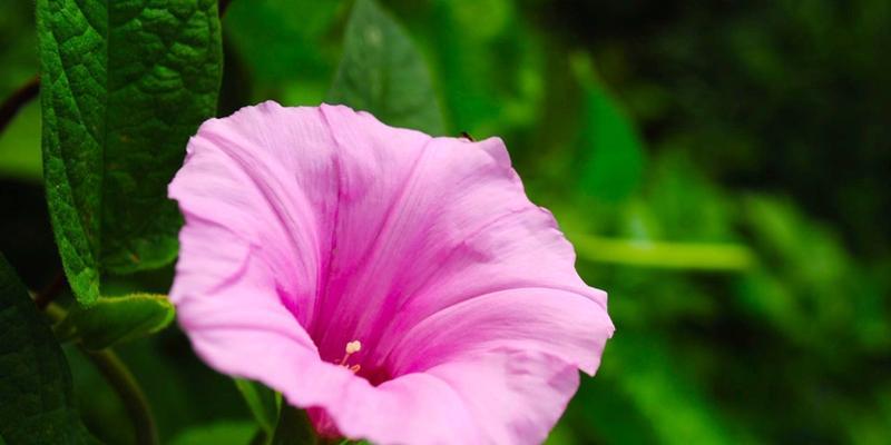 牵牛花如何快速开花?有效促花与催花技巧有哪些? 牵牛花如何快速开花?有效促花与催花技巧有哪些?