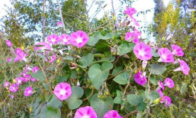 牵牛花如何快速开花?有效促花与催花技巧有哪些?