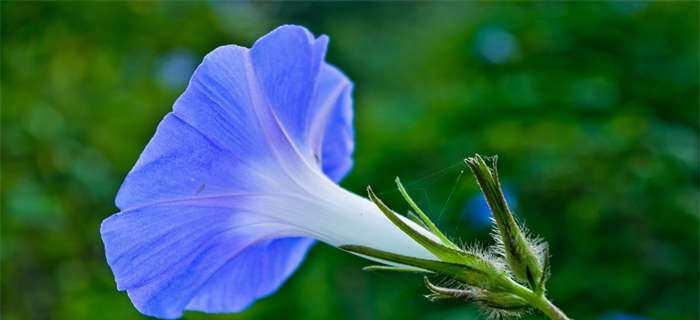 牵牛花如何快速开花?有效促花与催花技巧有哪些? 牵牛花如何快速开花?有效促花与催花技巧有哪些?