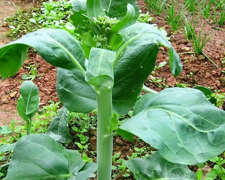 白菜苔在哪个季节最鲜嫩?如何挑选新鲜白菜苔? 白菜苔在哪个季节最鲜嫩?如何挑选新鲜白菜苔?