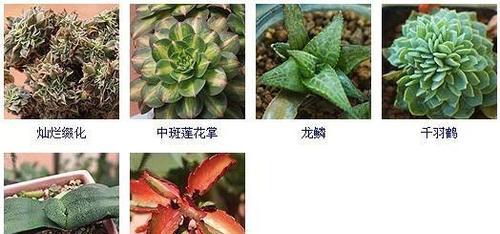 三文鱼月季的优缺点是什么?如何克服其生长问题?