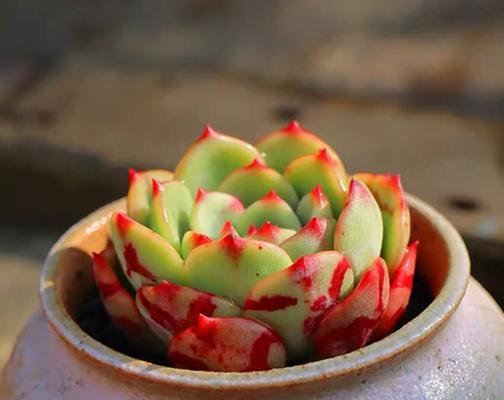 三文鱼月季的优缺点是什么?如何克服其生长问题? 三文鱼月季的优缺点是什么?如何克服其生长问题?