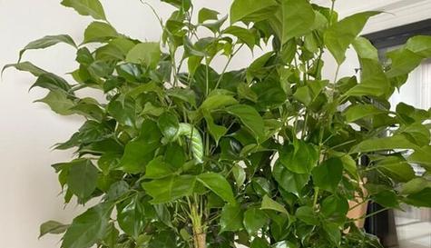 幸福树的生长环境是什么？如何选择合适的生长地方条件？