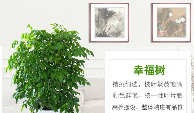 幸福树的生长环境是什么？如何选择合适的生长地方条件？