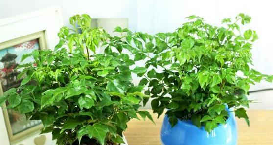 幸福树的生长环境是什么？如何选择合适的生长地方条件？