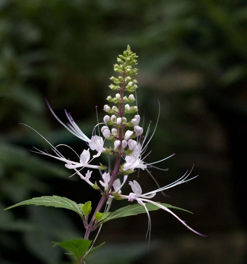 猫须草生长在哪里?它对环境有什么特殊要求? 猫须草生长在哪里?它对环境有什么特殊要求?
