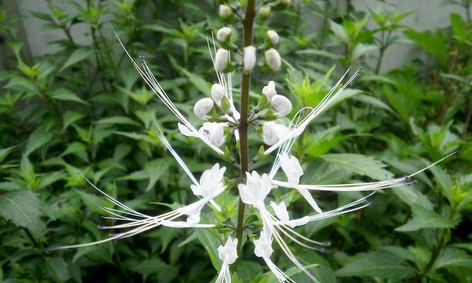 猫须草生长在哪里?它对环境有什么特殊要求? 猫须草生长在哪里?它对环境有什么特殊要求?