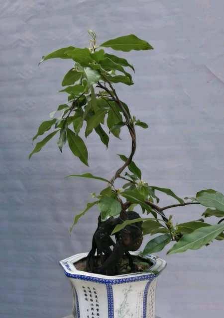 金弹子嫁接几年才能结果?如何提高嫁接成功率? 金弹子嫁接几年才能结果?如何提高嫁接成功率?