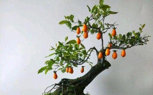 金弹子嫁接几年才能结果?如何提高嫁接成功率? 金弹子嫁接几年才能结果?如何提高嫁接成功率?