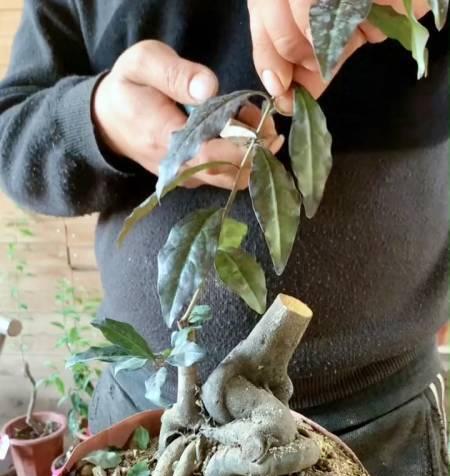 金弹子嫁接几年才能结果?如何提高嫁接成功率? 金弹子嫁接几年才能结果?如何提高嫁接成功率?