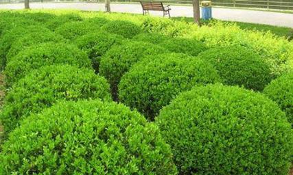 小叶黄杨是水生植物吗?了解其生长环境和特性 小叶黄杨是水生植物吗?了解其生长环境和特性