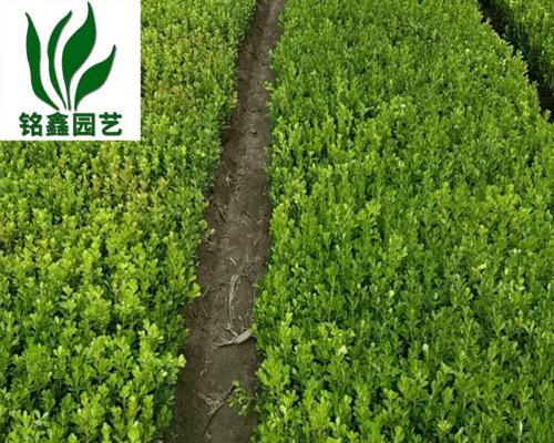 小叶黄杨是水生植物吗?了解其生长环境和特性 小叶黄杨是水生植物吗?了解其生长环境和特性