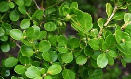 小叶黄杨是水生植物吗?了解其生长环境和特性 小叶黄杨是水生植物吗?了解其生长环境和特性