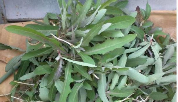 西红柿菌核病用什么药能有效防治?常见防治方法有哪些? 西红柿菌核病用什么药能有效防治?常见防治方法有哪些?