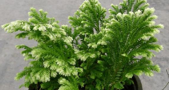 卷柏养殖方法是什么?养殖过程中应注意哪些问题? 卷柏养殖方法是什么?养殖过程中应注意哪些问题?