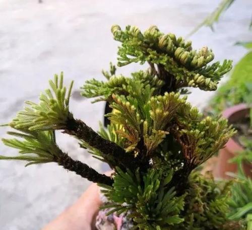 卷柏养殖方法是什么?养殖过程中应注意哪些问题? 卷柏养殖方法是什么?养殖过程中应注意哪些问题?